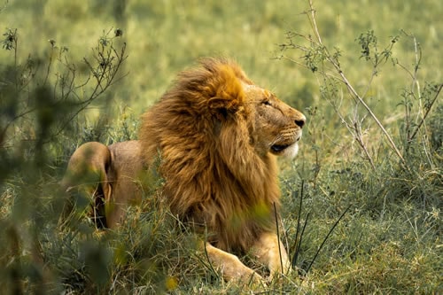 inspired feet safaris