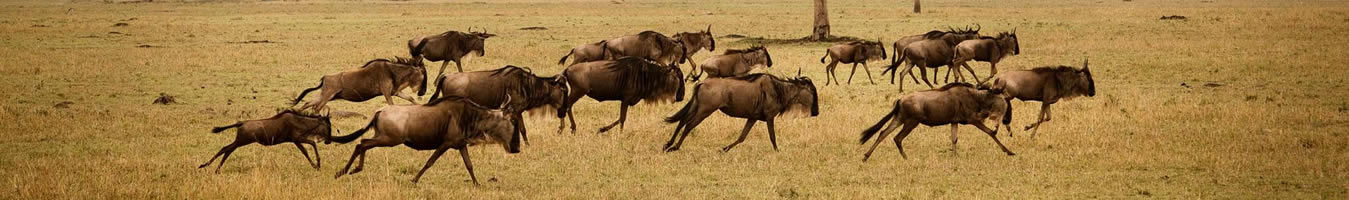 inspired feet safaris